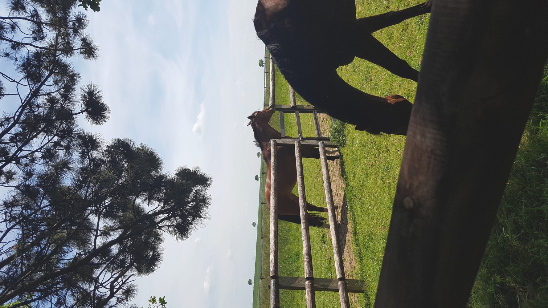 Chevaux au paddock