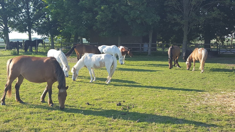 Poneys